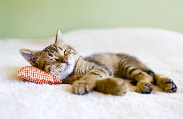 Animal Lovers on a Note: The Most Effective Way to Clean Clothes from Wool Was Named