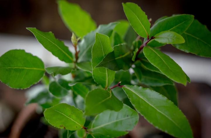 Spice from the Windowsill: How to Grow a Bay Leaf