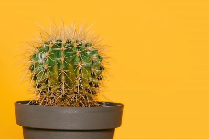 How to Transplant Cacti and Not to Get Pricked: Rules and Recommendations
