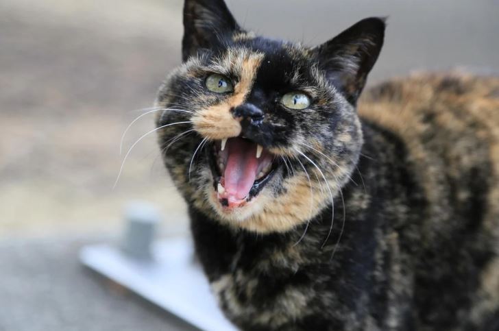 Why Cats Run at Night and Yell: Causes and Ways to Deal with “Crazy Jumps”