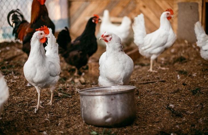 What to Feed Chickens in Winter to Lay a Lot of Eggs and be Healthy