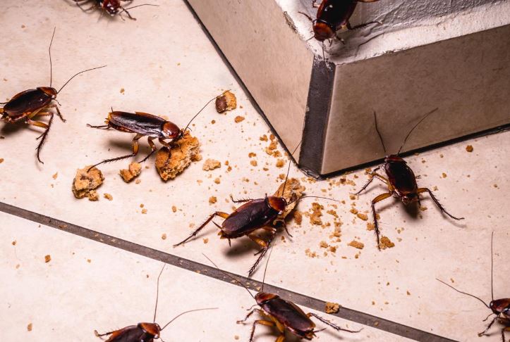 How to Get Rid of Cockroaches Forever: Top 4 Effective Methods