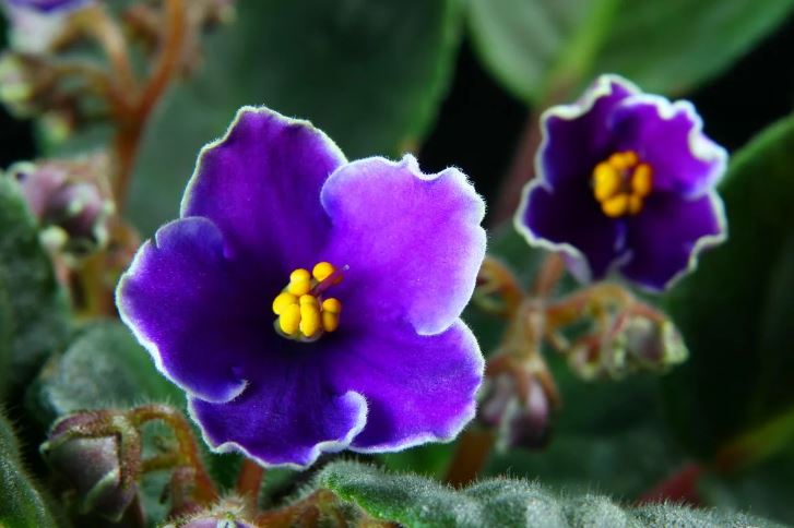 The Flower of Solitude: Why You Can’t Grow Violets at Home