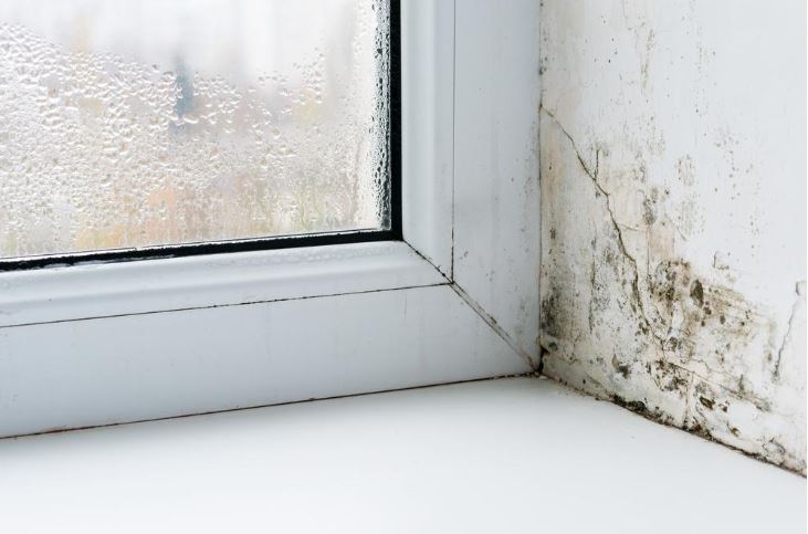 How to Get Rid of Black Fungus on Windows and Windowsill: 4 Effective Remedies