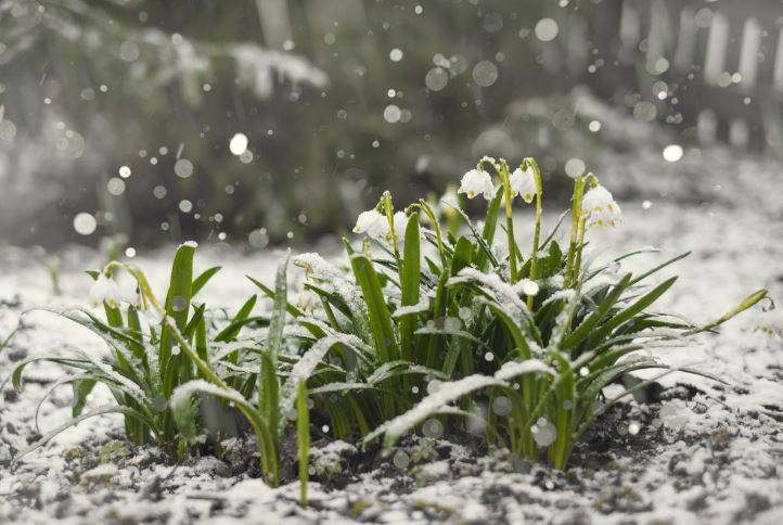 Snow Retention in the Garden: What is Needed and How to Do it