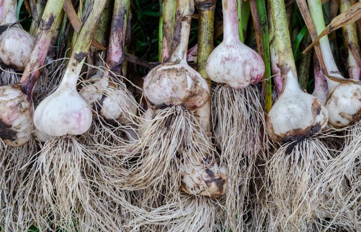 Garlic Will Grow As Big As an Apple: Simple Secrets For a Good Harvest