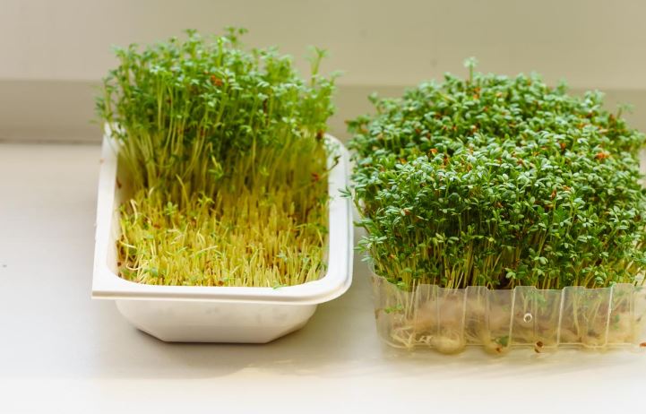 What are the Benefits of Microgreens and How to Grow Them at Home