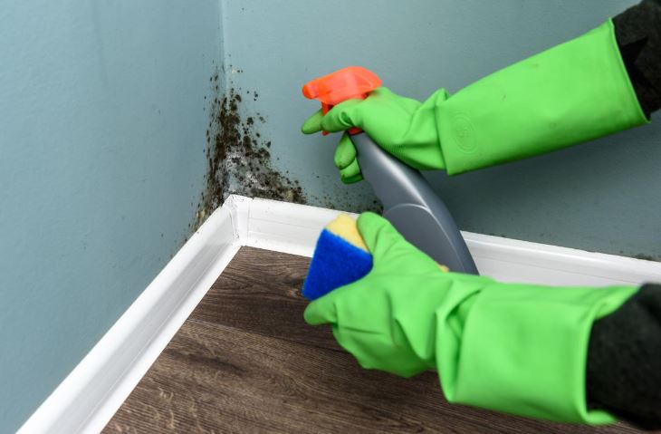 How To Get Rid of Mold: Three Ways That Really Work