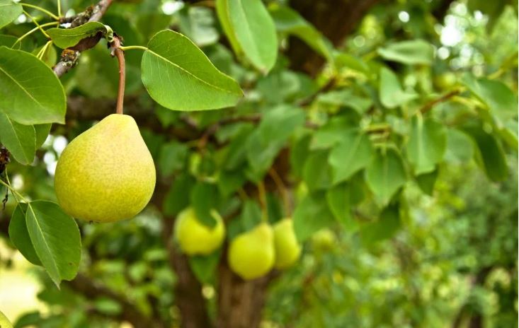 What to Plant Under a Pear Tree for a Good Harvest