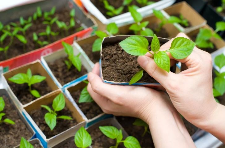 What To Plant Sprouts in January: 5 Best Plants for the Windowsill