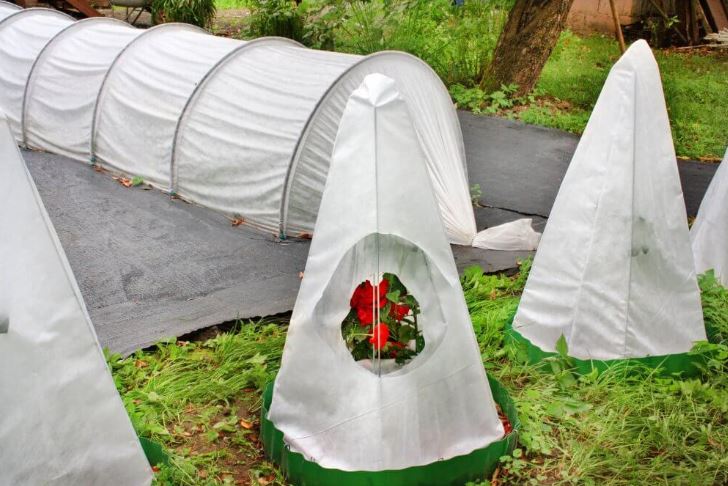 What and When to Cover the Garden for the Winter: Protecting Plants from Frost