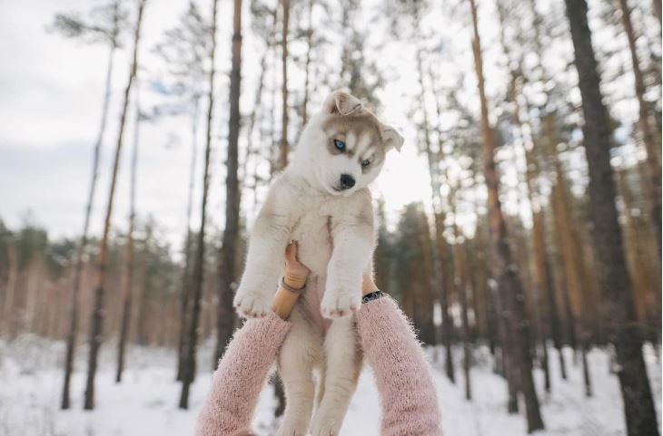 How to Name a Puppy Funny: A Selection of Original Nicknames