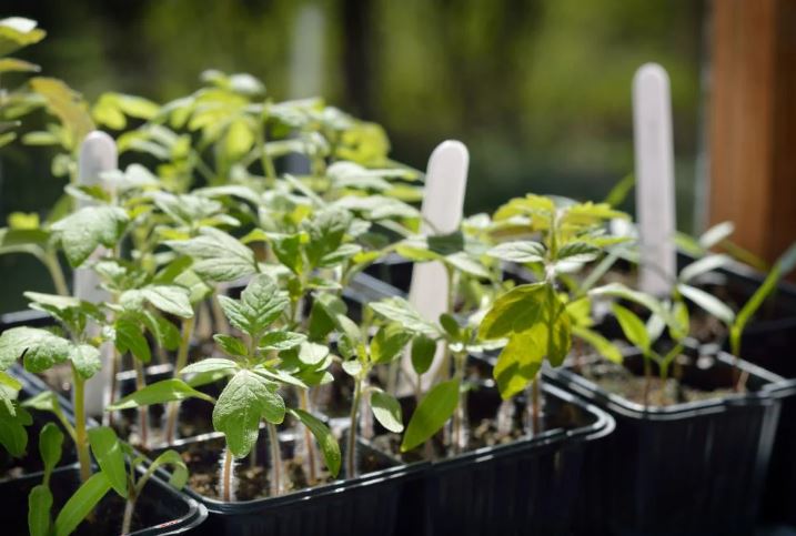 The Best Tomato Seedlings: How to Grow Healthy and Strong Seedlings