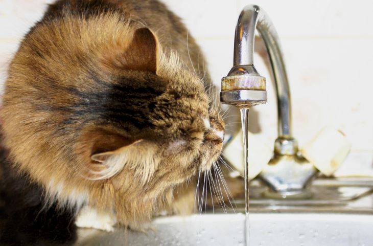 Drink to Your Health: 5 Ways to Clean Your Tap Water at Home
