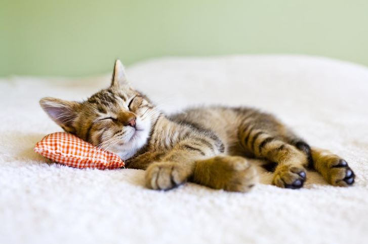 Why Cats Love Valerian and Catnip: a Pet Secret Revealed