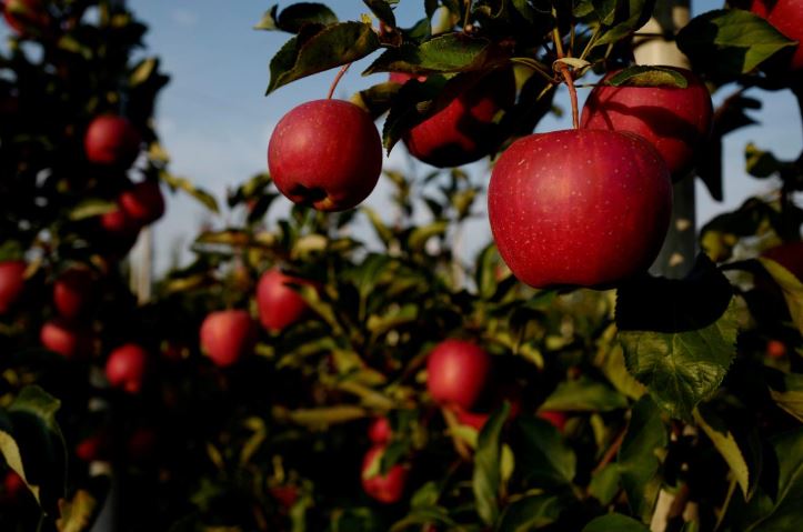 Why Wormy Apples on the Apple Tree and How to Save the Crop: Recipes for Pests