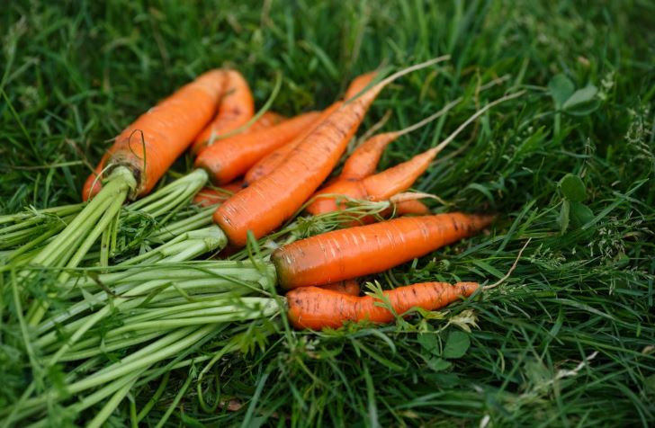 What Month to Harvest Carrots: Exact Dates and Main Rules