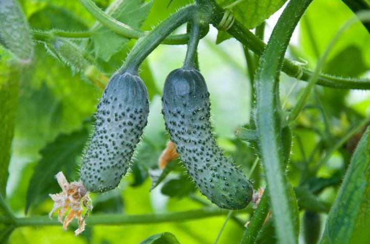 What to Feed Cucumbers in Summer: Fertilizers for a Great Harvest