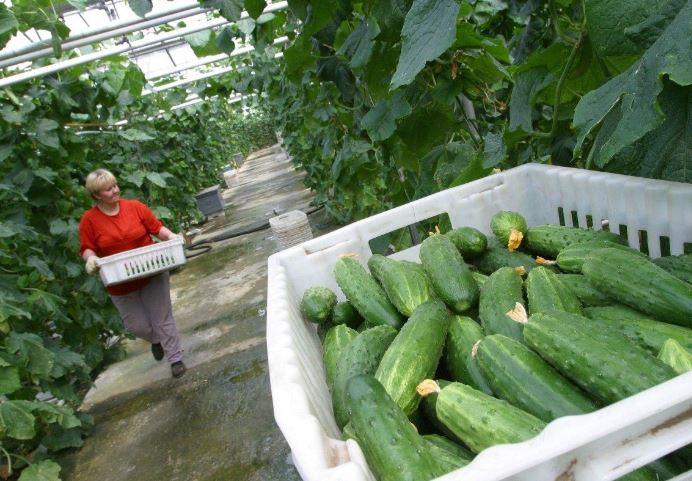 How to Get Rid of Bitterness in Cucumbers: Causes and Proven Methods