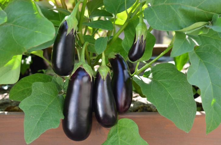 How to Plant Eggplants in the Ground in June: Rules, Tips, Lunar Calendar
