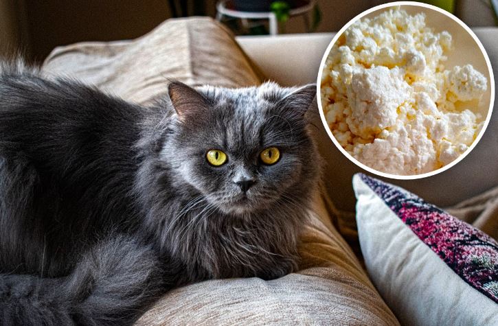 7 Foods You Can’t Give a Cat: No Milk or Raw Fish