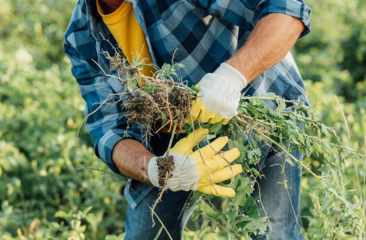 Weeds in the Garden: How to Get Rid of and Then Use in the Farm
