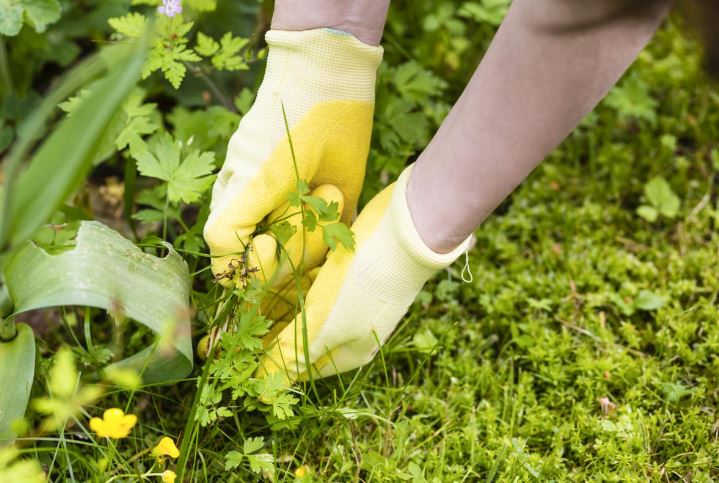 The 5 Most Common Weeds That Any Dacha Gardener Should Know