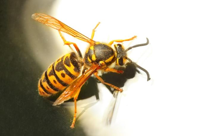Stung By a Hornet: What is the Danger of a Sting and How to Provide First Aid