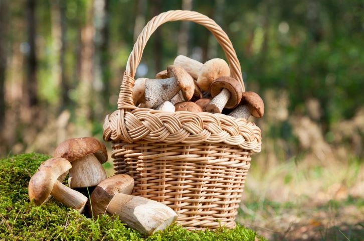What Mushrooms Can Be Eaten and When to Pick Them: Dates and Tips for Mushroom Pickers