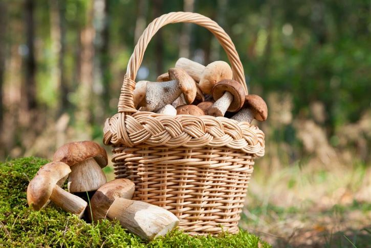 How to Pick Mushrooms in the Forest: Analysis of Popular Myths and Tips