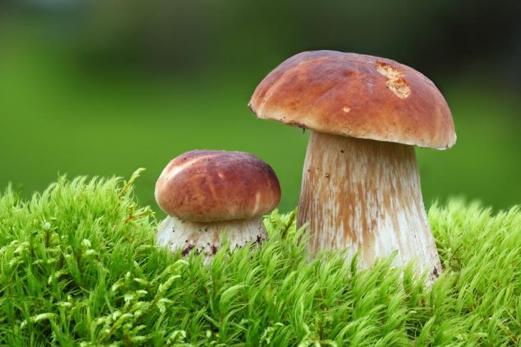 What Mushrooms Can Be Picked Now: 5 Edible Specimens of September