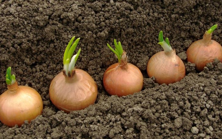 When to Pick Onions: 4 Signs of a Ripe Crop and Ways to Speed up Ripening