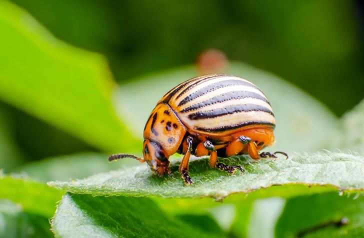 How to Get Rid of Pests in the Garden: 5 Dangerous Insects and Their Control