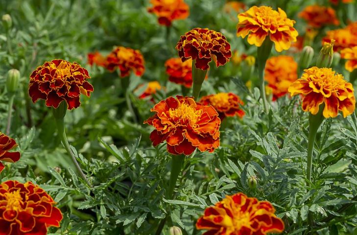 Best Fertilizer for Velvet Plants: Will Bloom All Fall