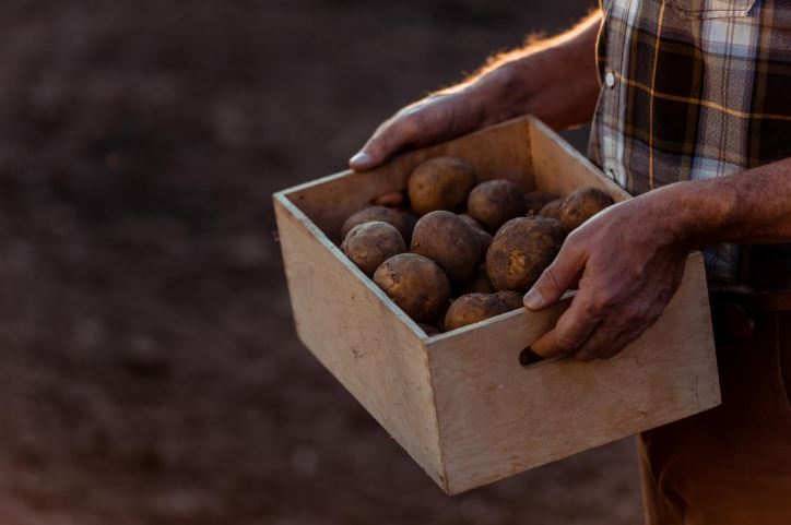 Experts Told How to Get a Huge Harvest of Potatoes