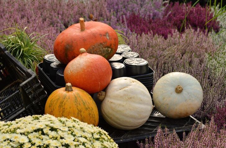 When to Remove the Pumpkin From the Plot: Signs of Ripeness and Harvesting Dates