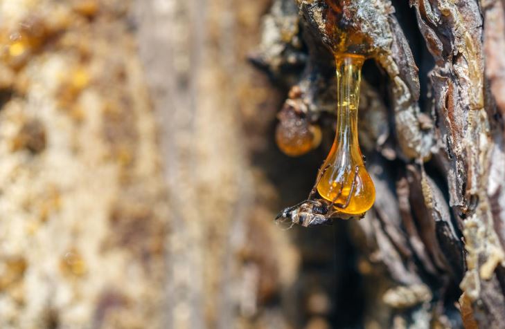 How to Remove Tree Resin From Clothes: 5 Reliable Methods