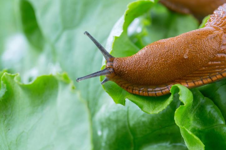 Spanish Slugs Destroy Crops: How to Get Rid of Dangerous Pests