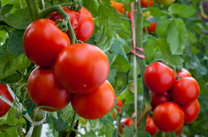 How to Tie Tomatoes in the Open Ground: 5 Options