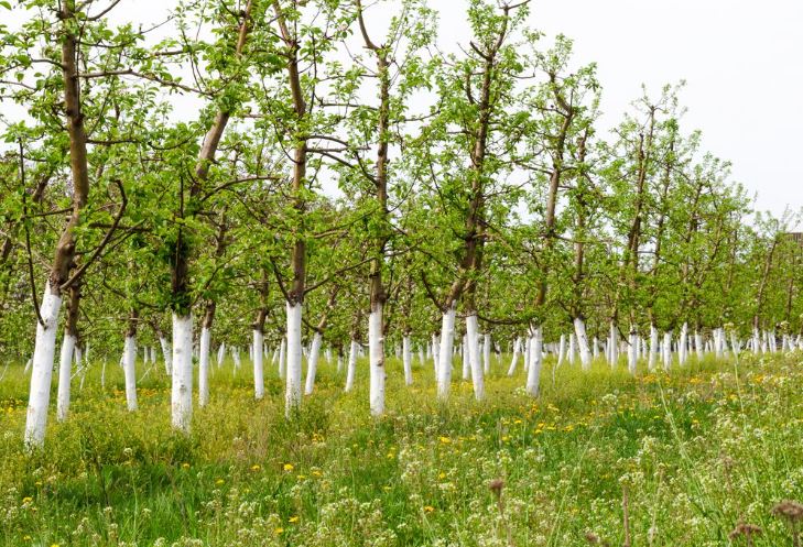 Why Whitewash Trees in the Fall: The Benefits of Whitewashing and the Best Recipes